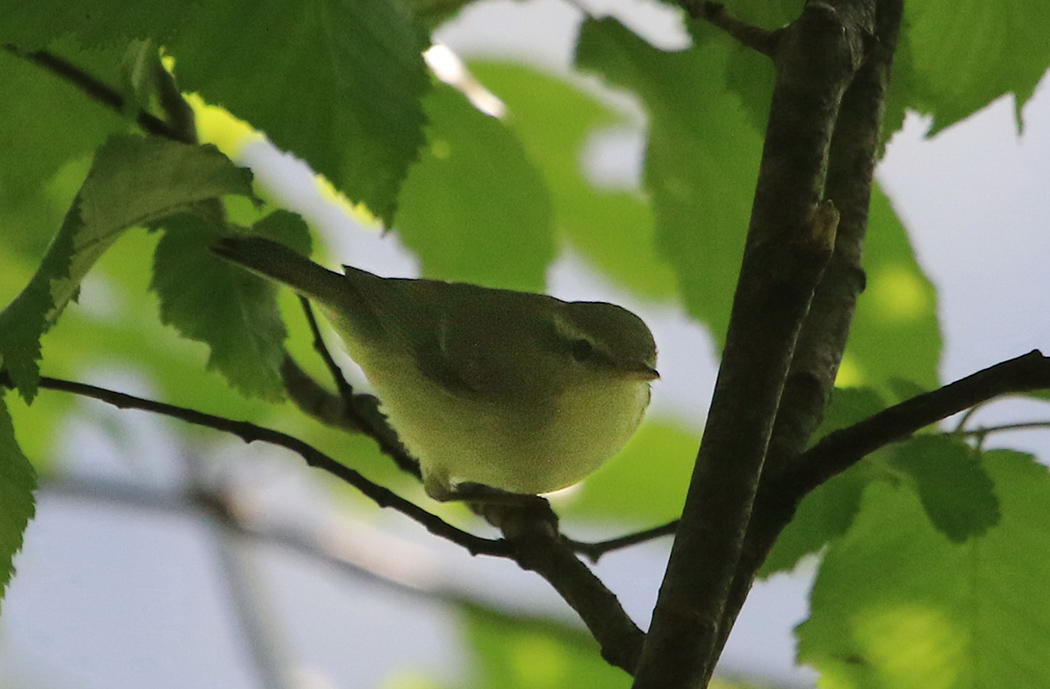 Green Warbler