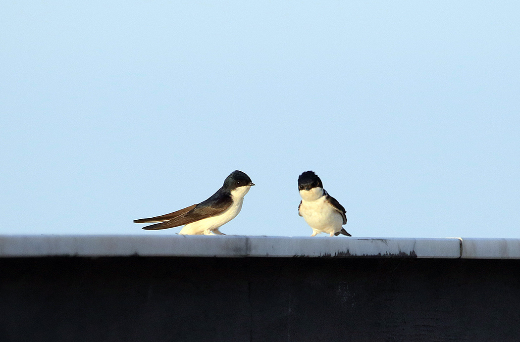 Western House Martin