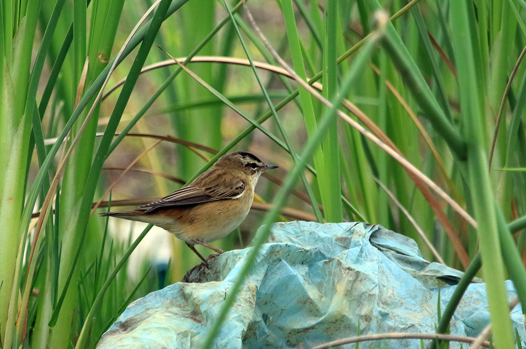 Sedge Warbler