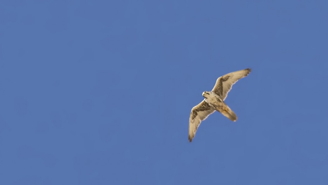 Saker Falcon