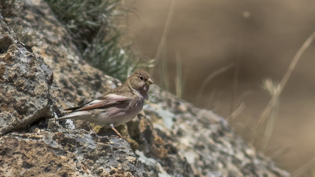 Mongolian Finch