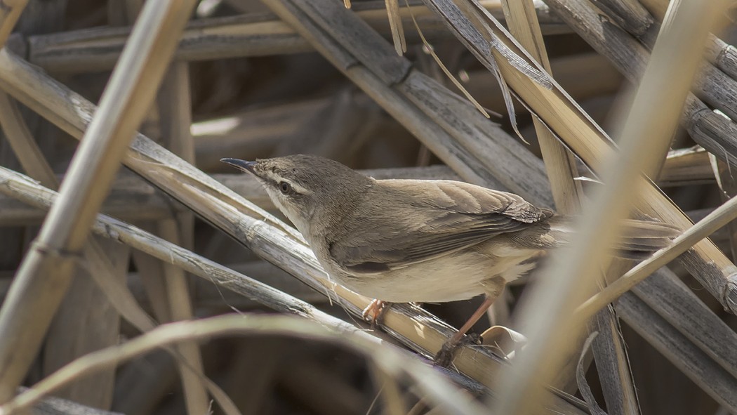 Paddyfield Warbler