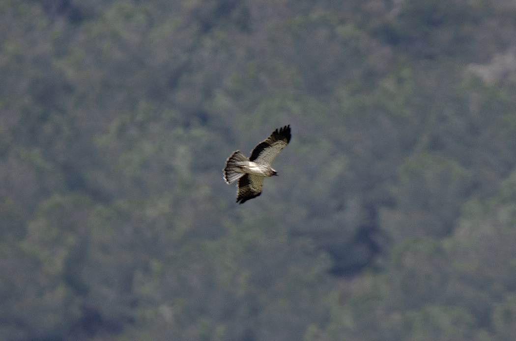 Booted Eagle