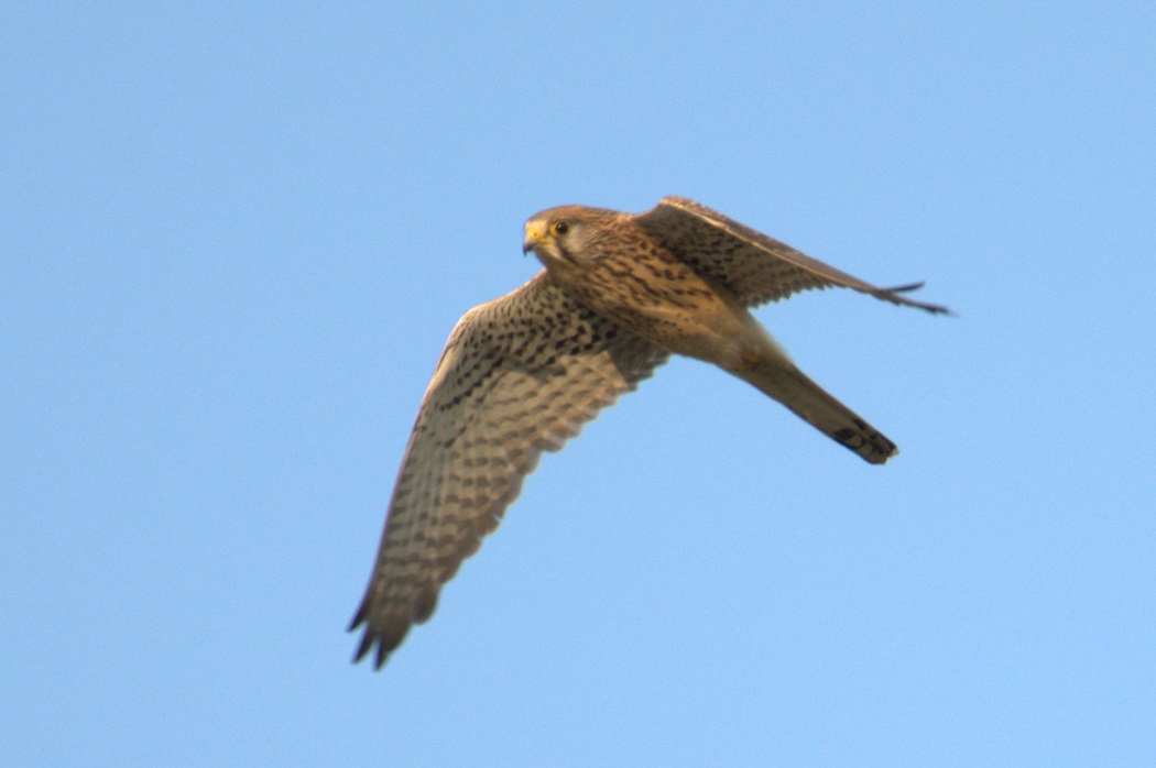 Common Kestrel
