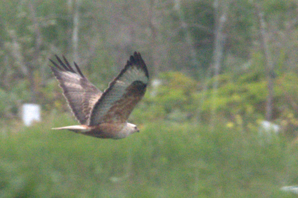 Long-legged Buzzard