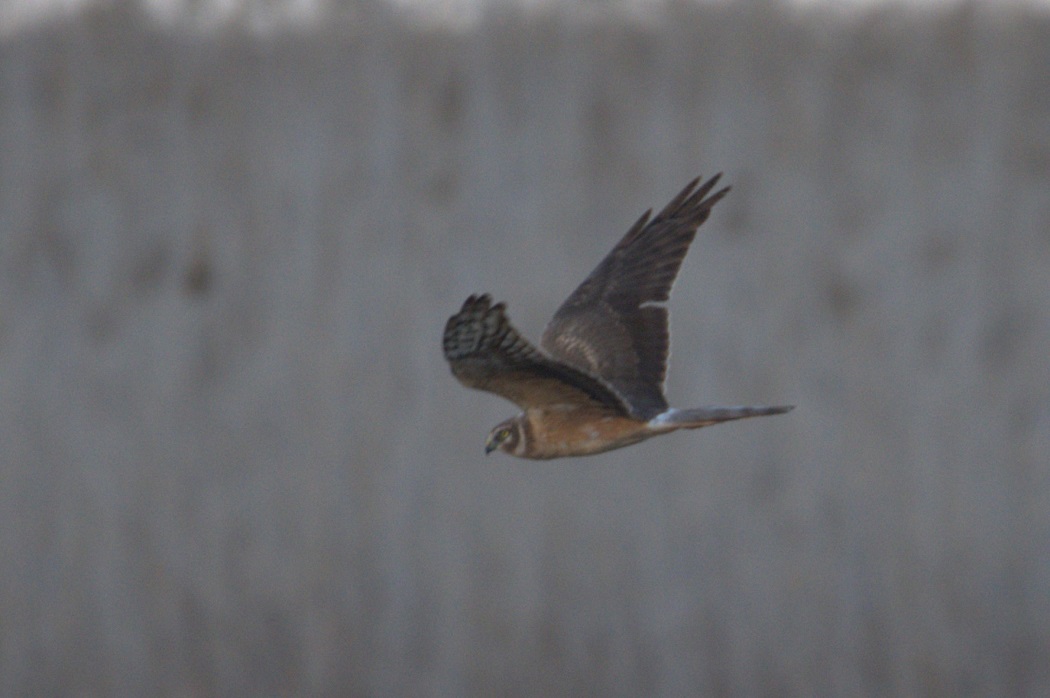 Pallid Harrier