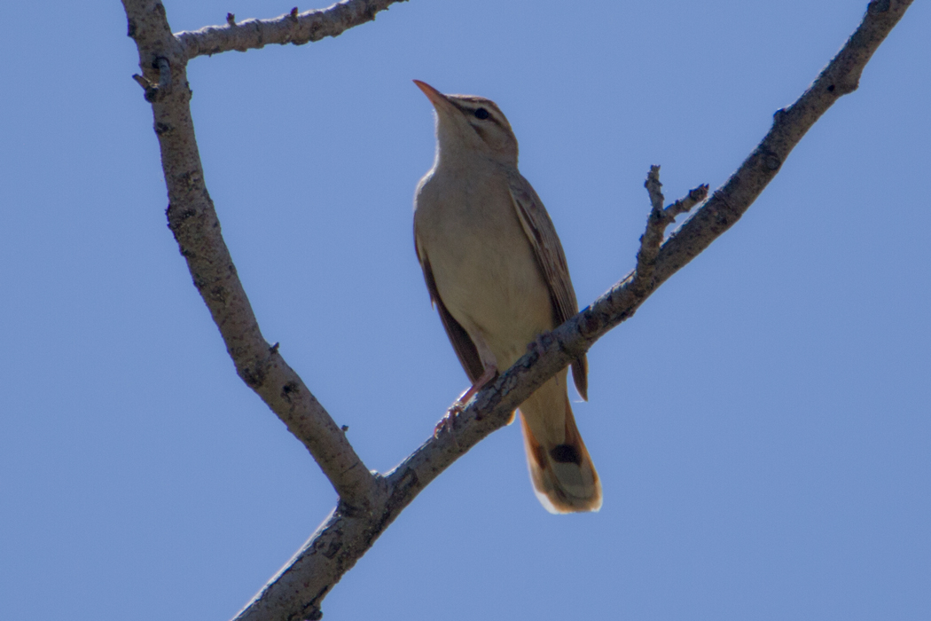 Rufous-tailed Scrub Robin