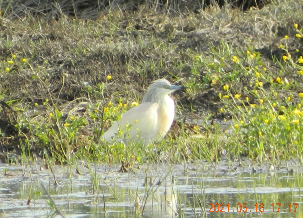 Squacco Heron