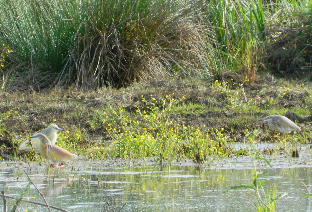 Squacco Heron