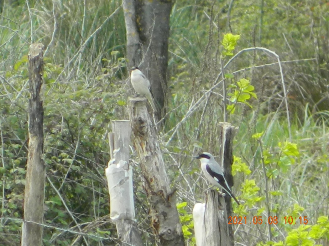 Lesser Grey Shrike