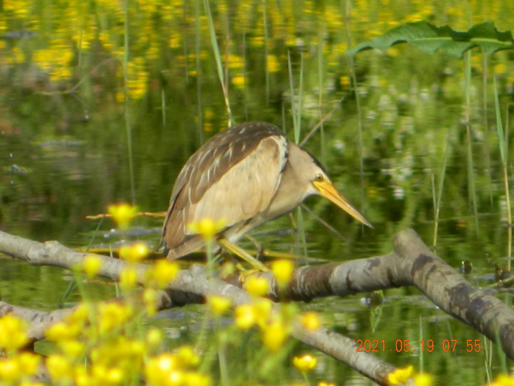 Little Bittern