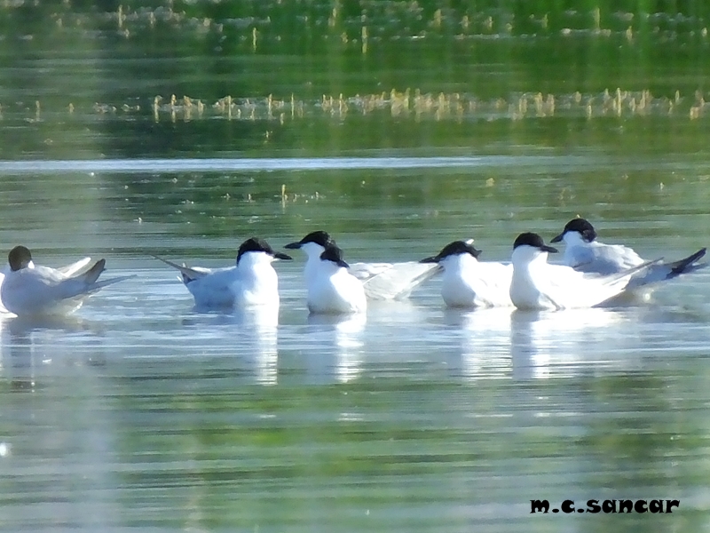 Gull-billed Tern