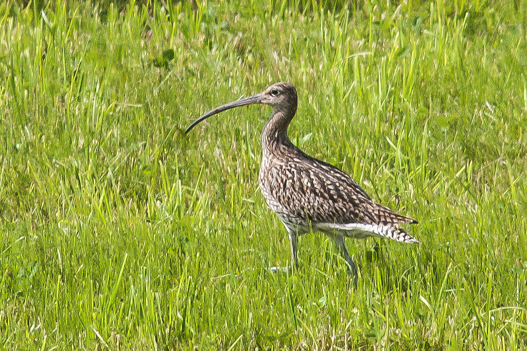 Eurasian Curlew