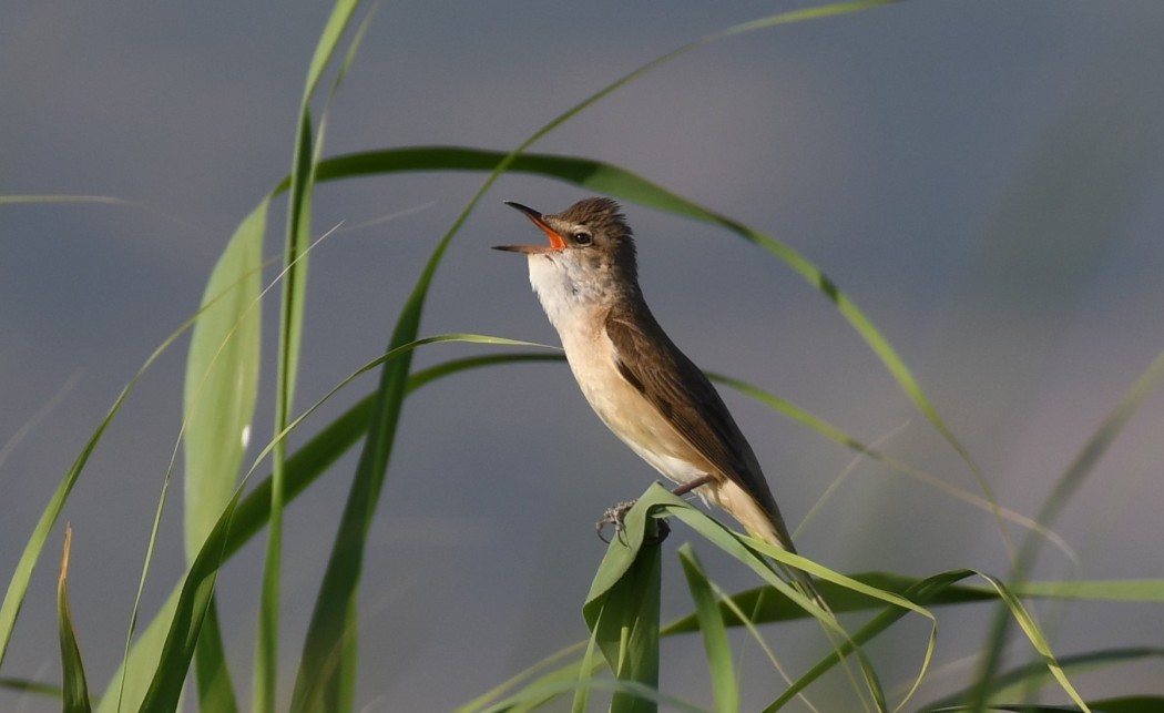 Great Reed Warbler