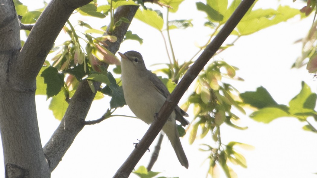 Eastern Olivaceous Warbler
