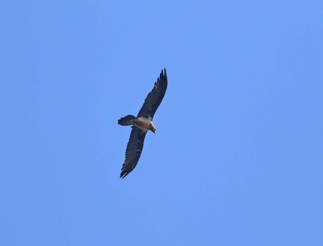 Bearded Vulture
