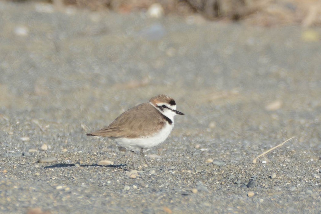 Kentish Plover