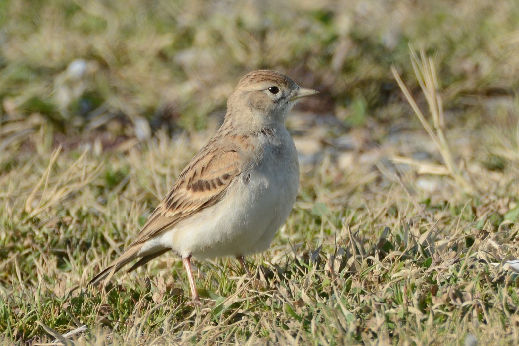 Greater Short-toed Lark