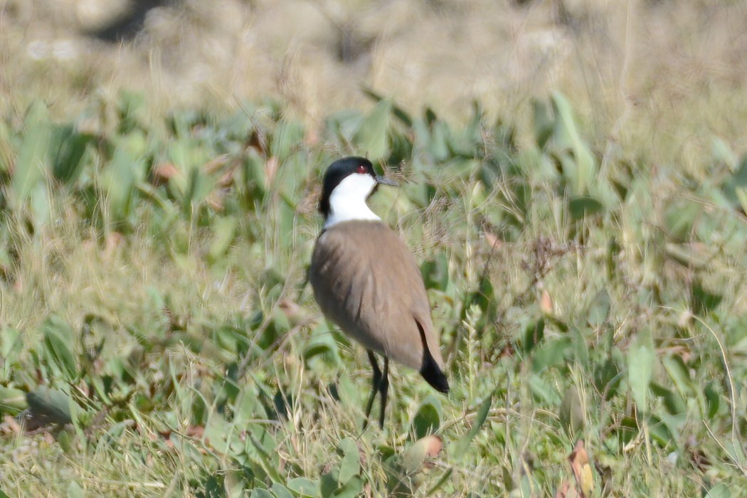 Spur-winged Lapwing