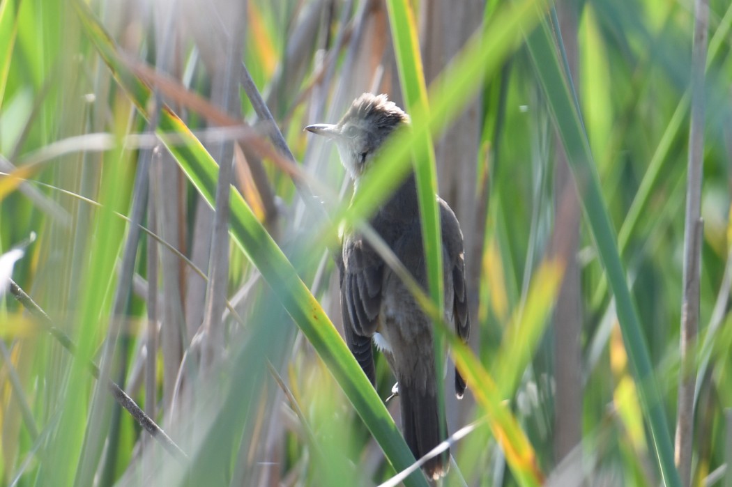Great Reed Warbler