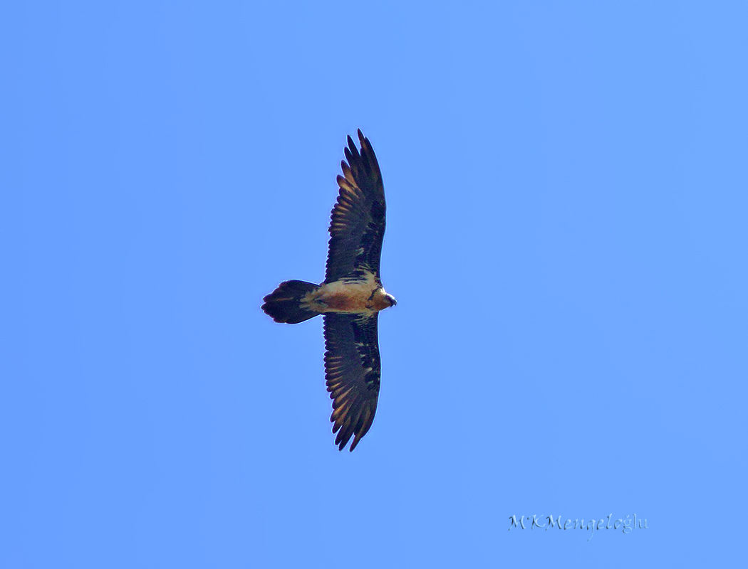 Bearded Vulture