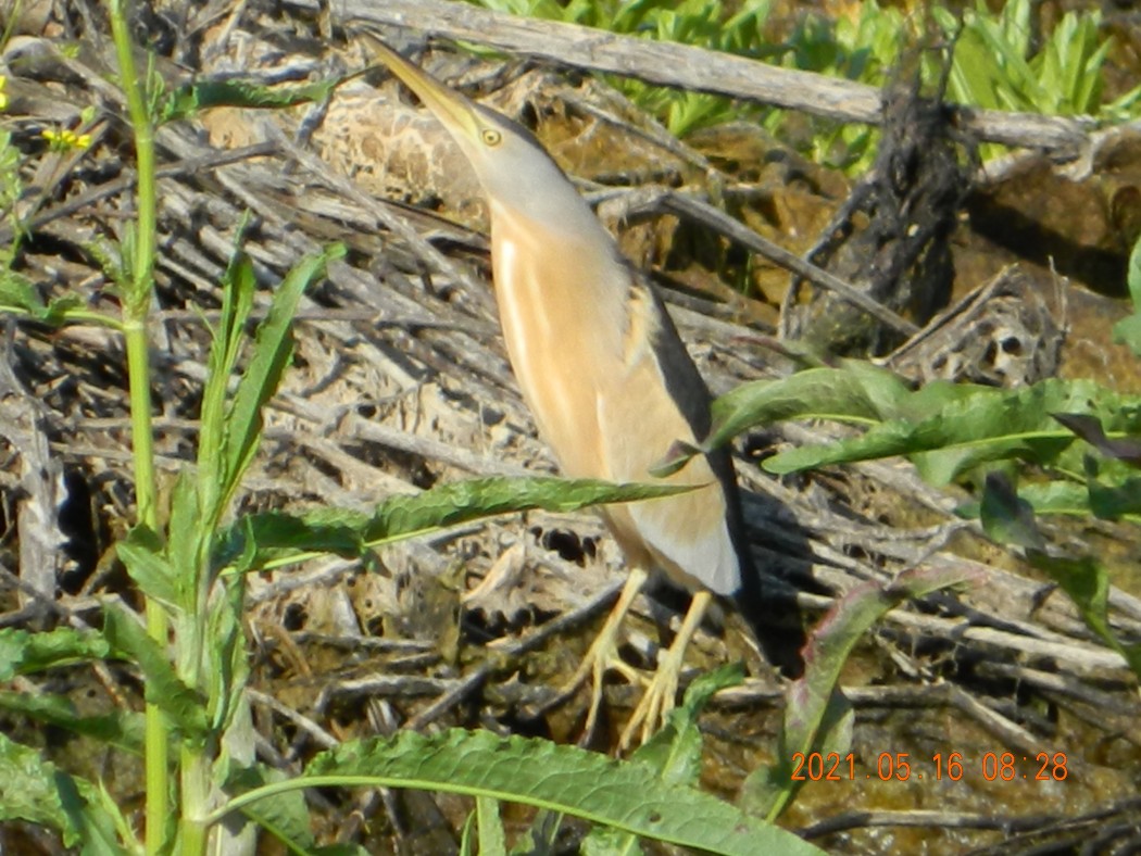 Little Bittern