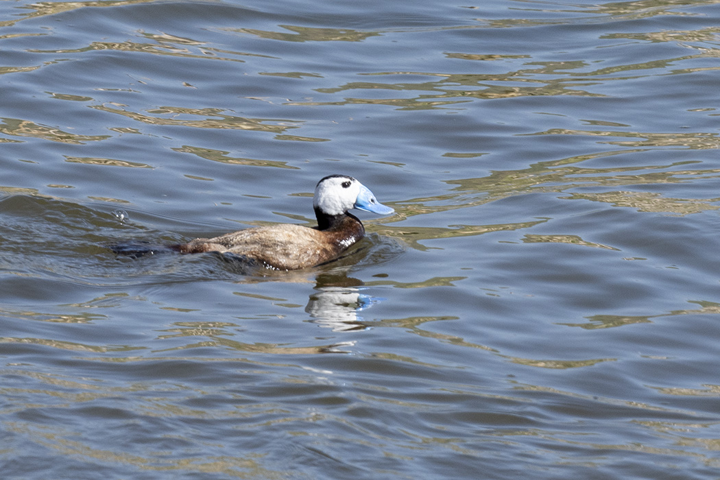 White-headed Duck