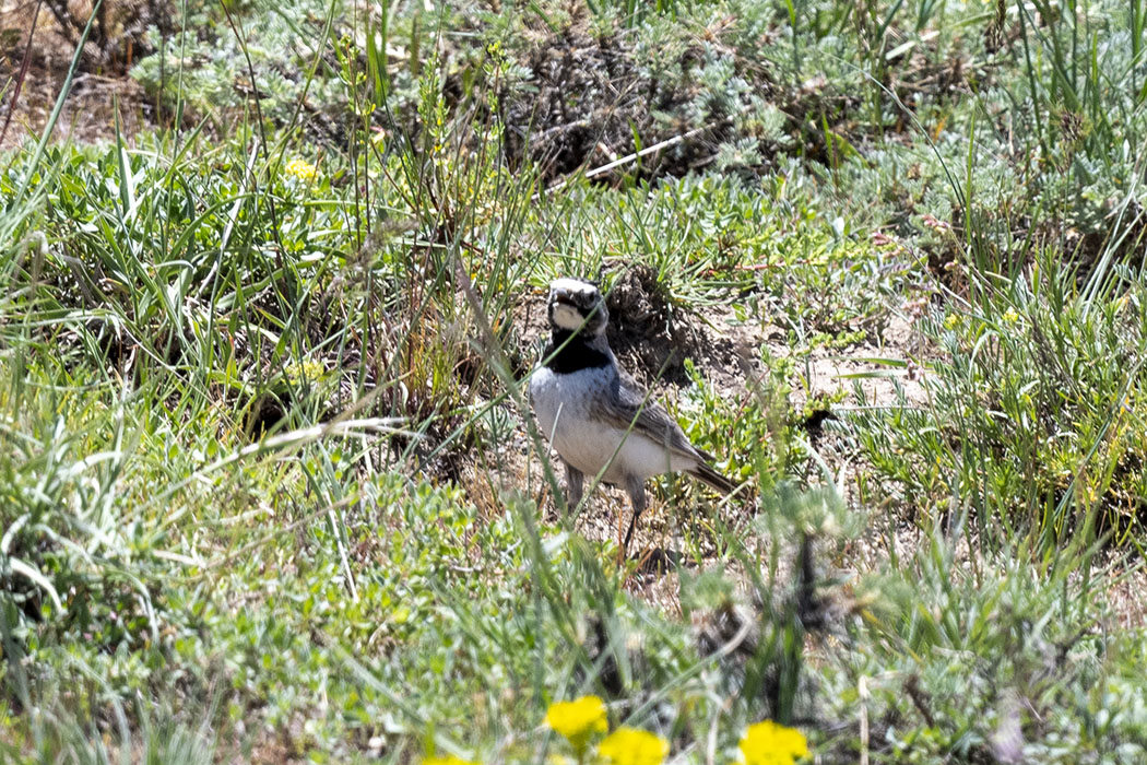 Horned Lark