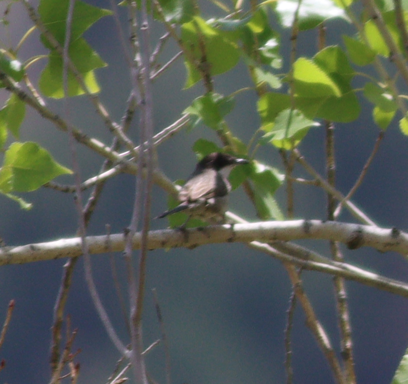 Eastern Orphean Warbler