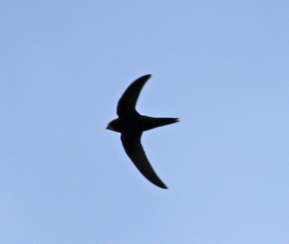 Common Swift
