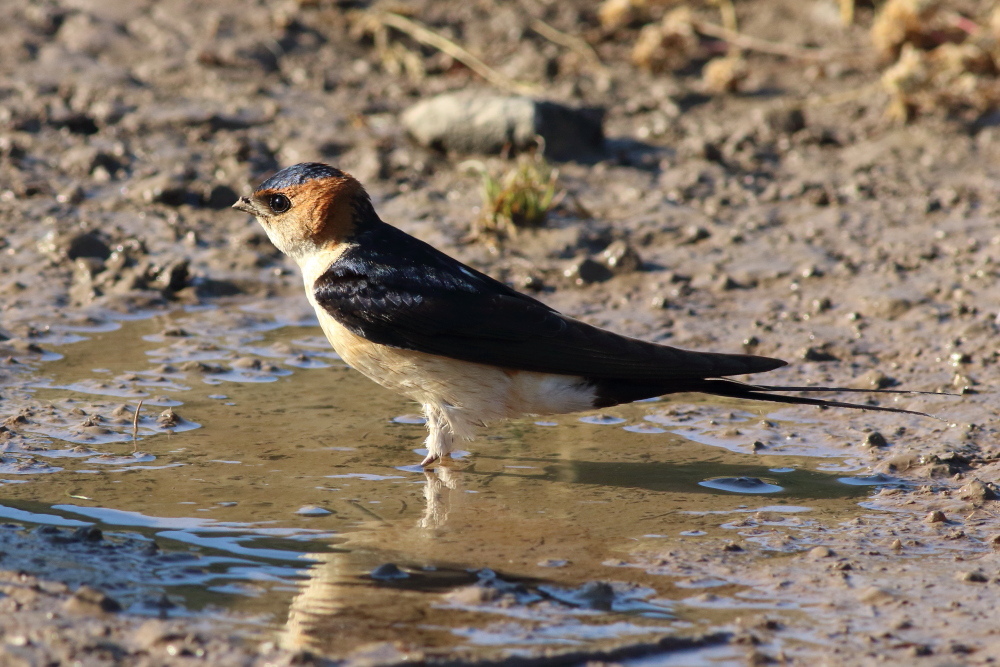 European Red-rumped Swallow