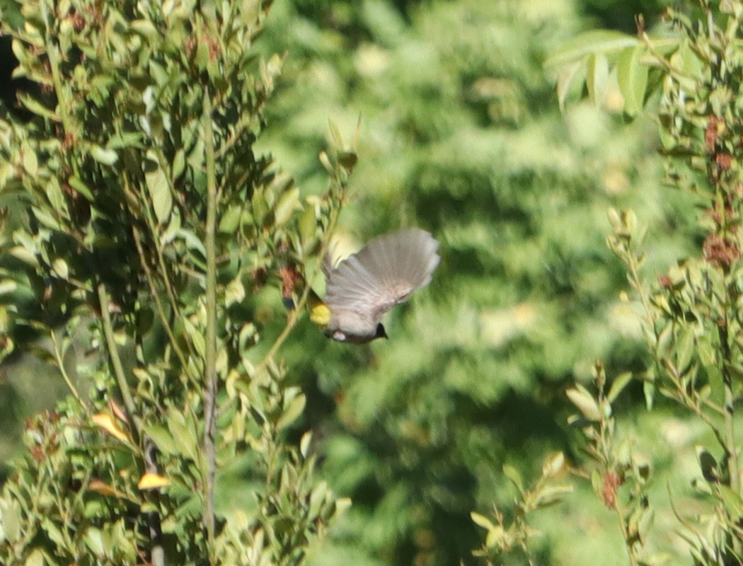 White-spectacled Bulbul