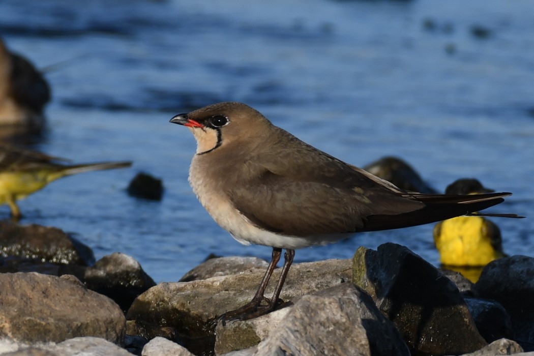 Collared Pratincole