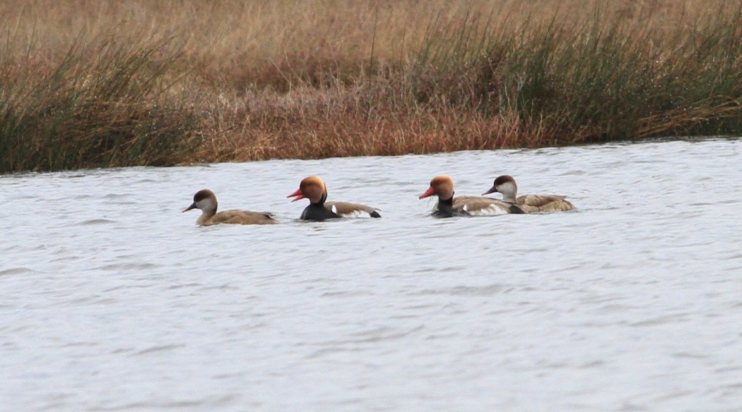 Red-crested Pochard