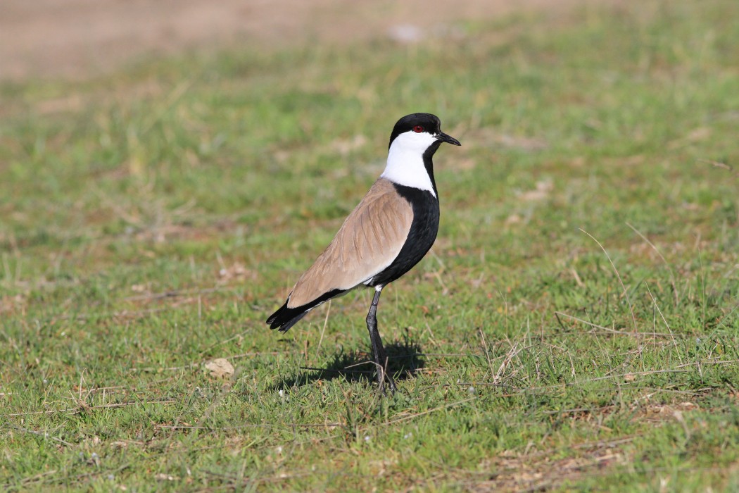 Spur-winged Lapwing