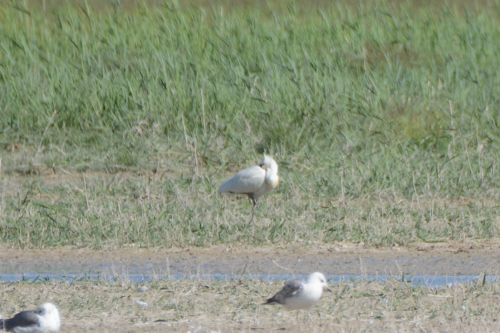 Eurasian Spoonbill