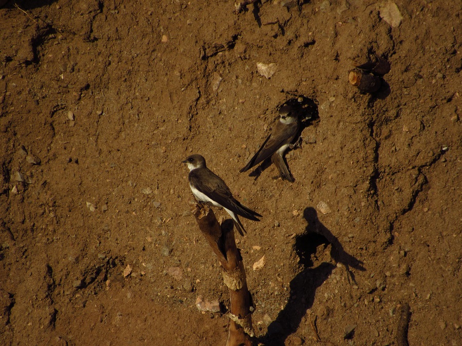 Sand Martin