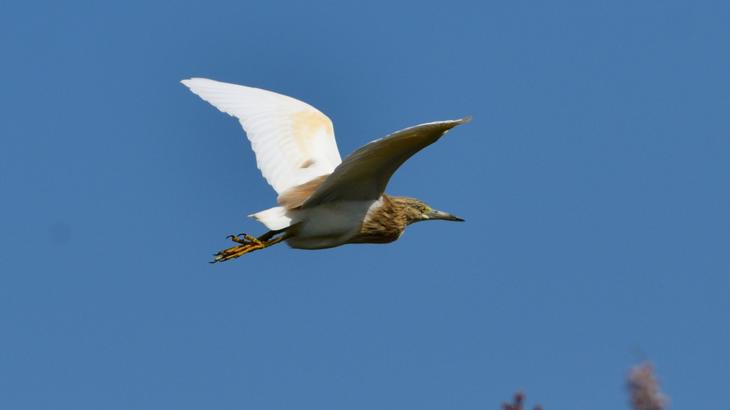 Alaca Balıkçıl