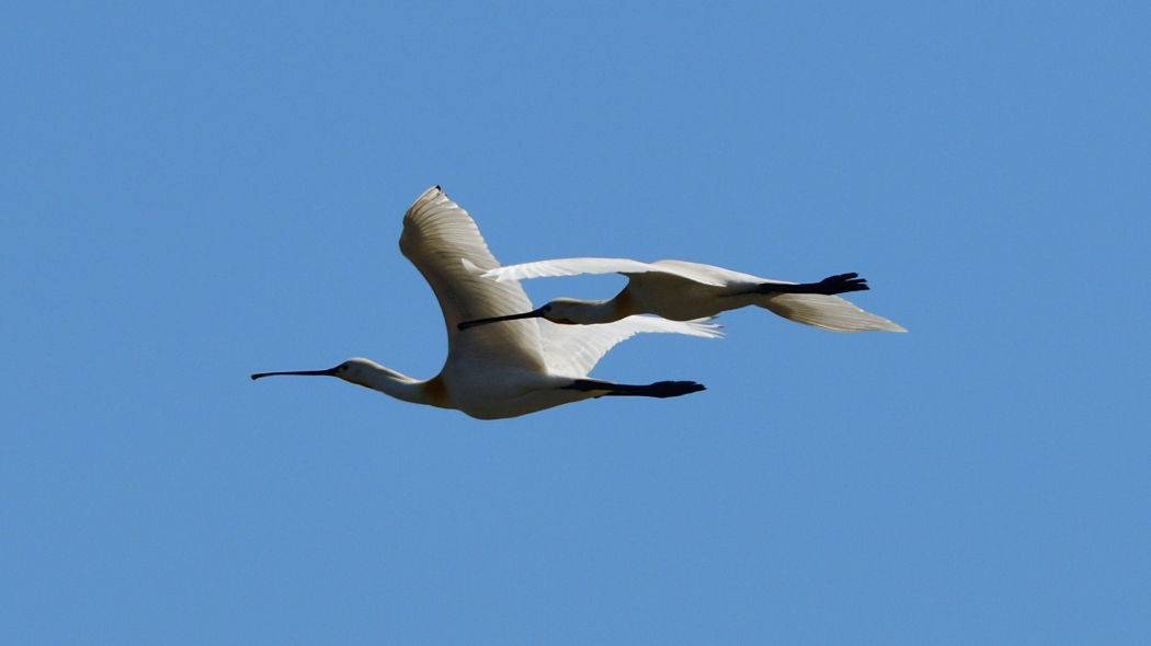 Eurasian Spoonbill
