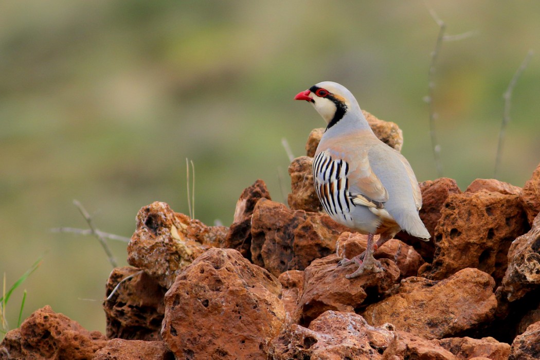 Chukar Partridge