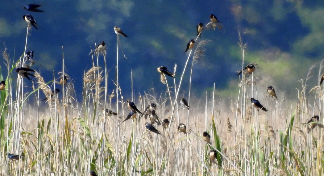 Kır Kırlangıcı
