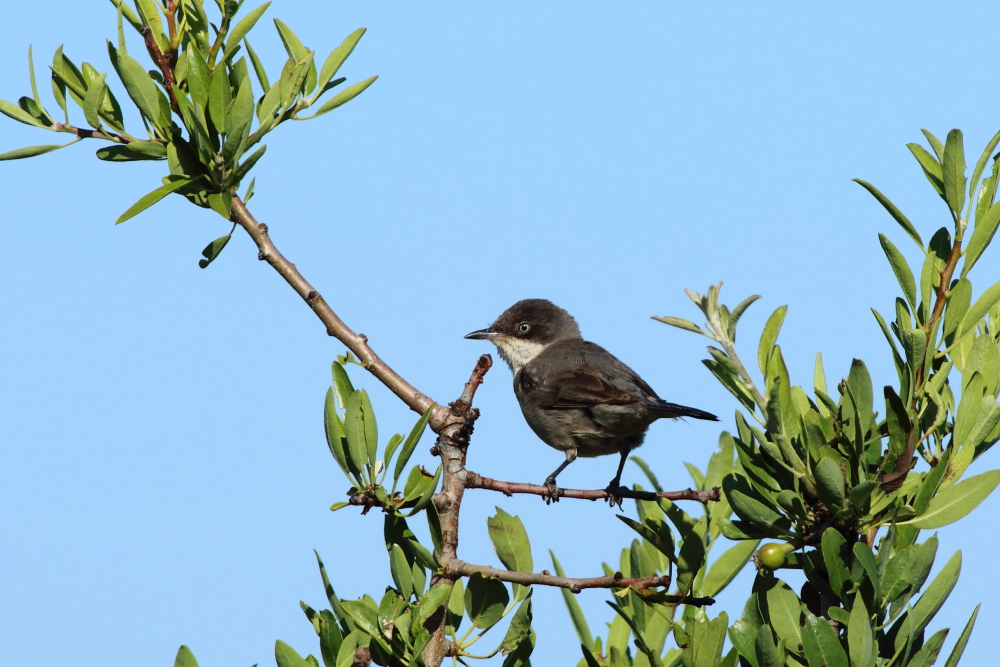 Eastern Orphean Warbler