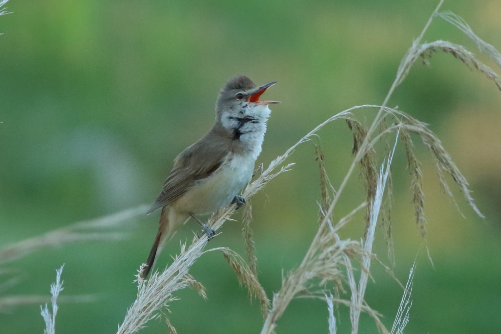 Great Reed Warbler