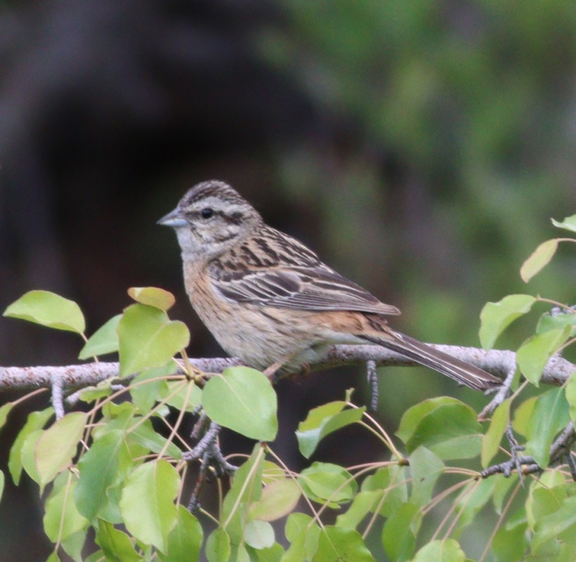 Rock Bunting