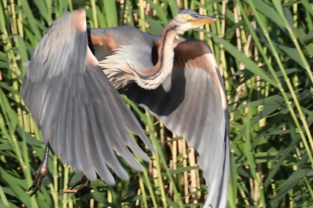Purple Heron