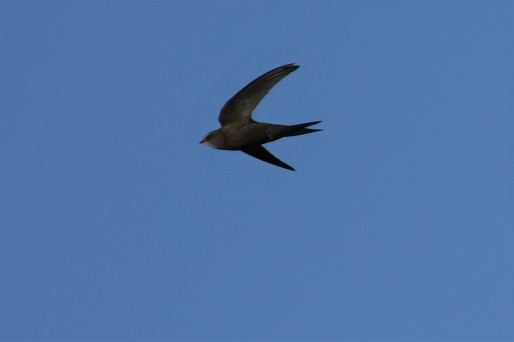 Common Swift