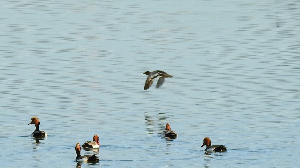 Garganey
