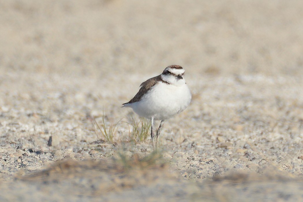 Kentish Plover