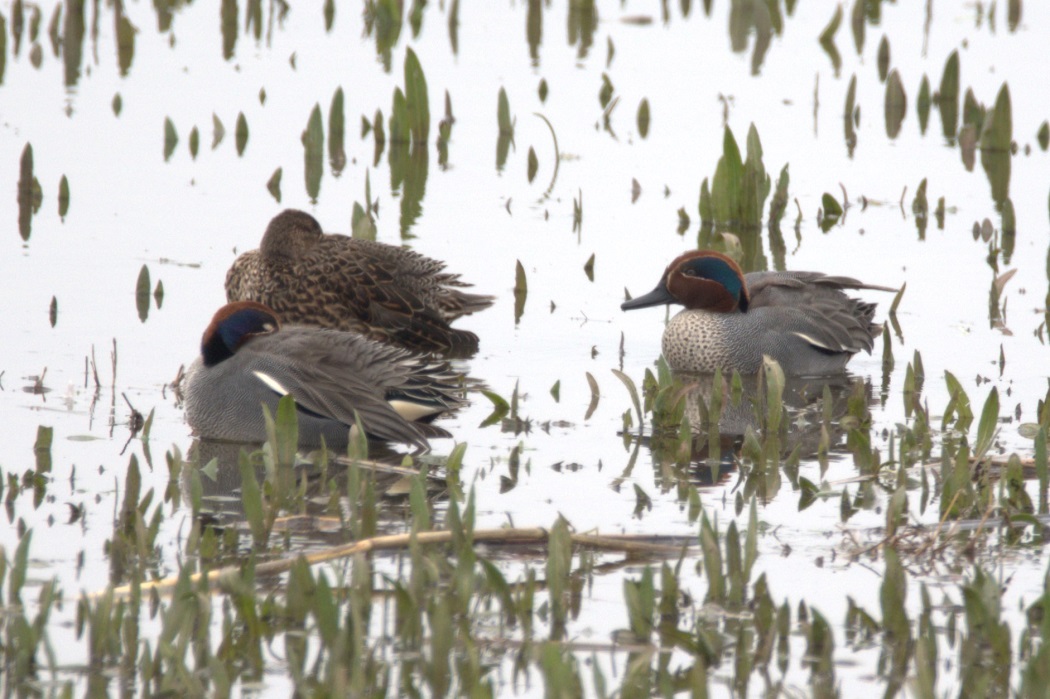 Eurasian Teal