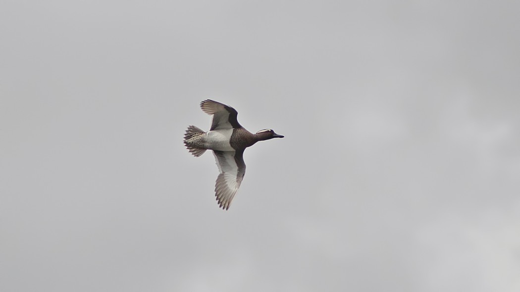 Garganey